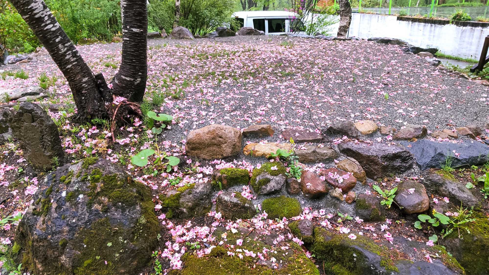 ・四季折々の風景、美しい御衣黄桜の絨毯