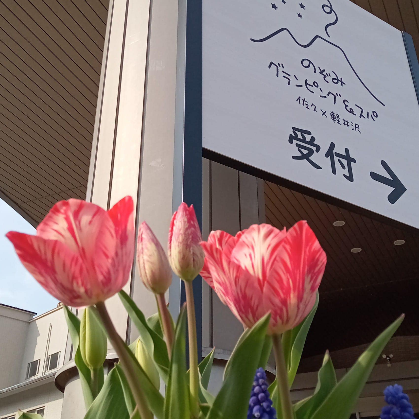 チューリップ