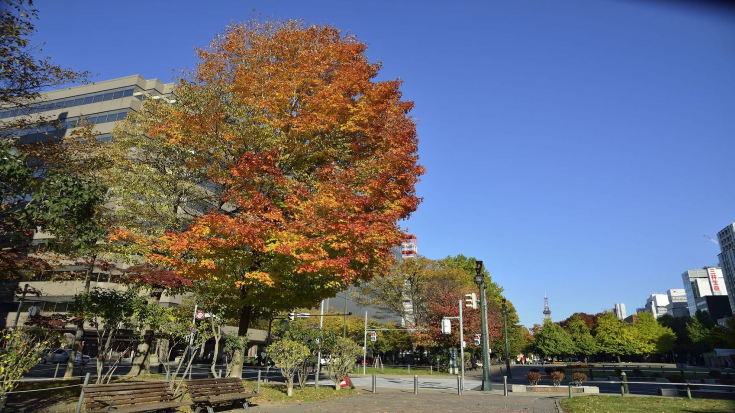 大通公園