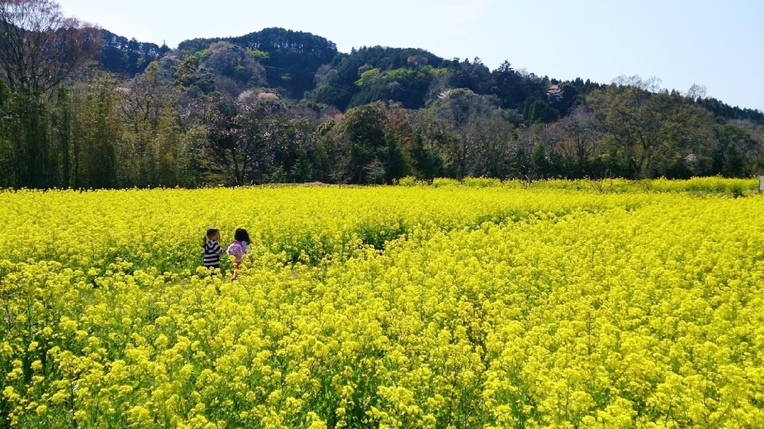 *石神菜の花畑