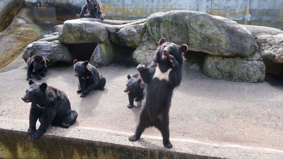 奥飛騨クマ牧場 （周辺観光地）