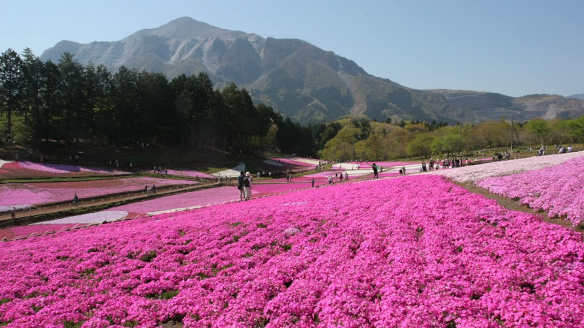 ・春の秩父と言えば芝桜。一面に広がるピンクや白、紫色の春らしい景色をお楽しみください