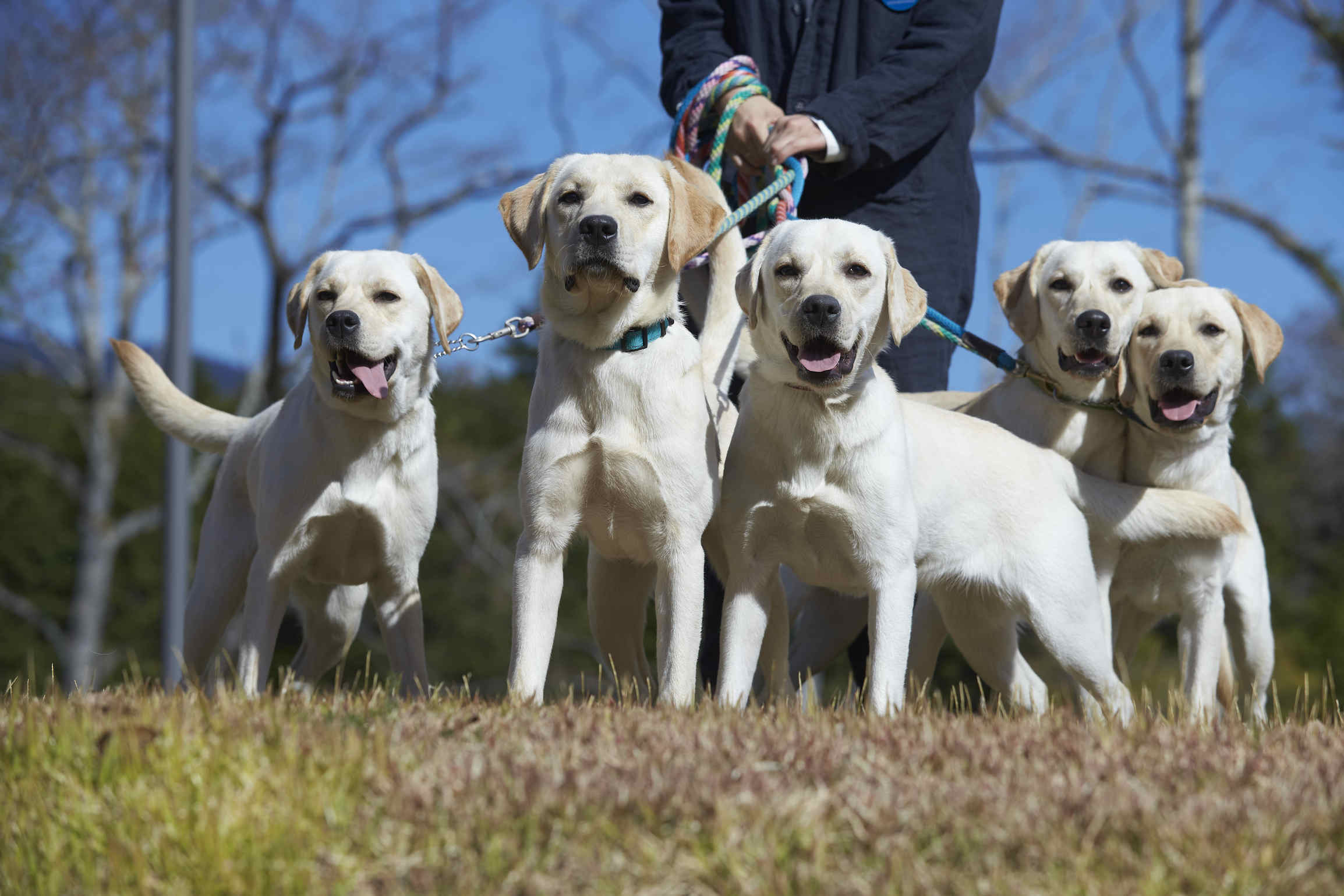 高嶺の森のコテージ看板犬labradors