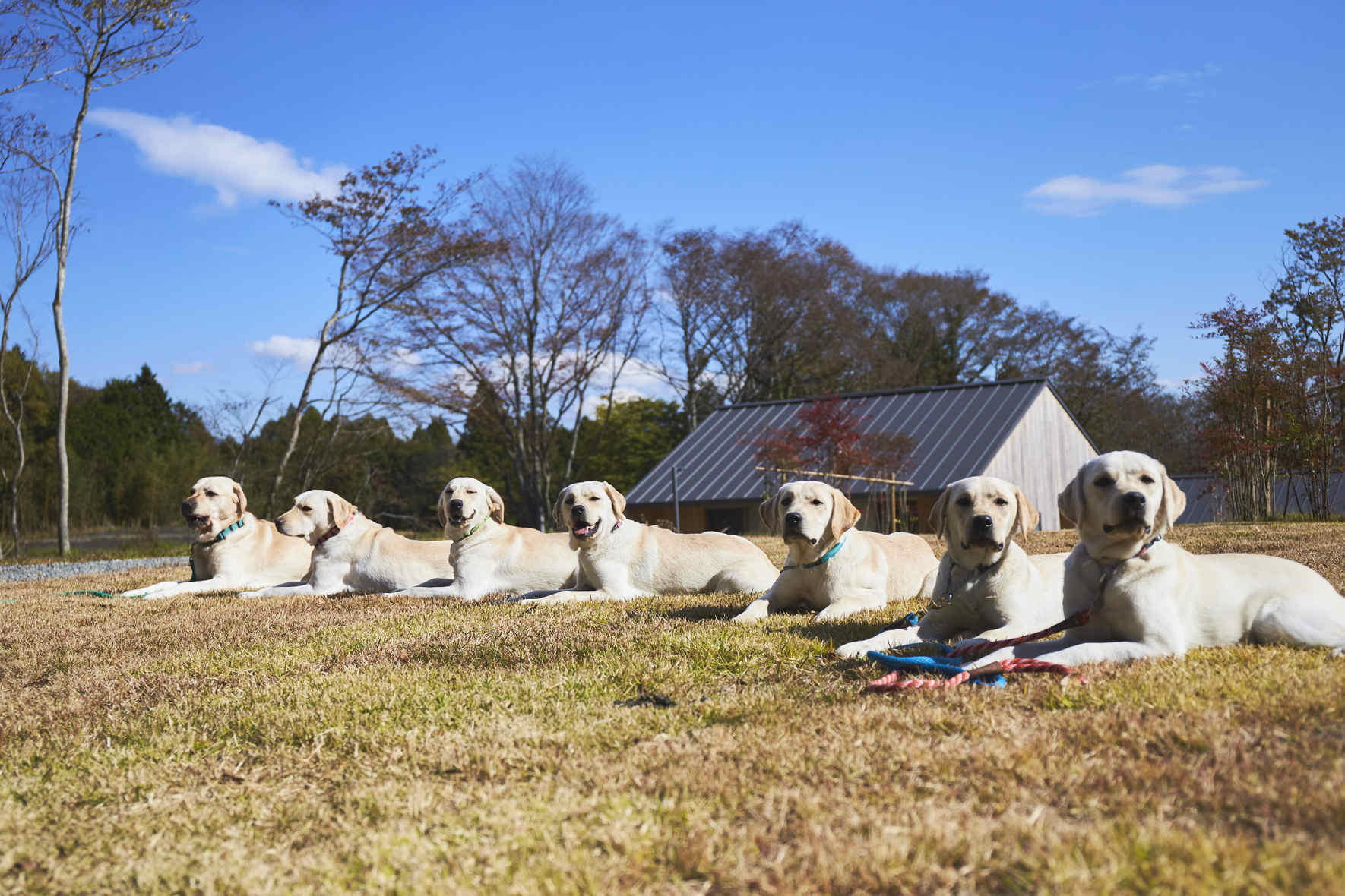 高嶺の森のコテージ看板犬labradors