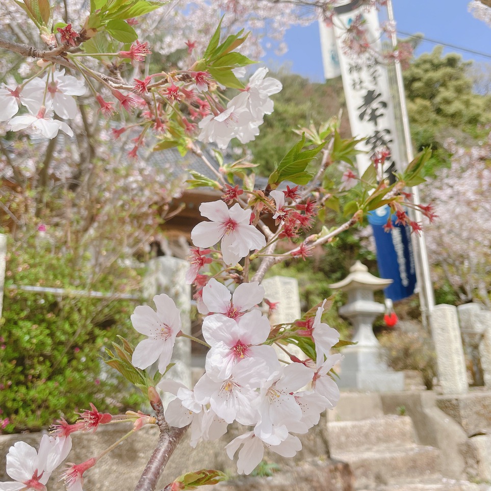 桜と蛭子社
