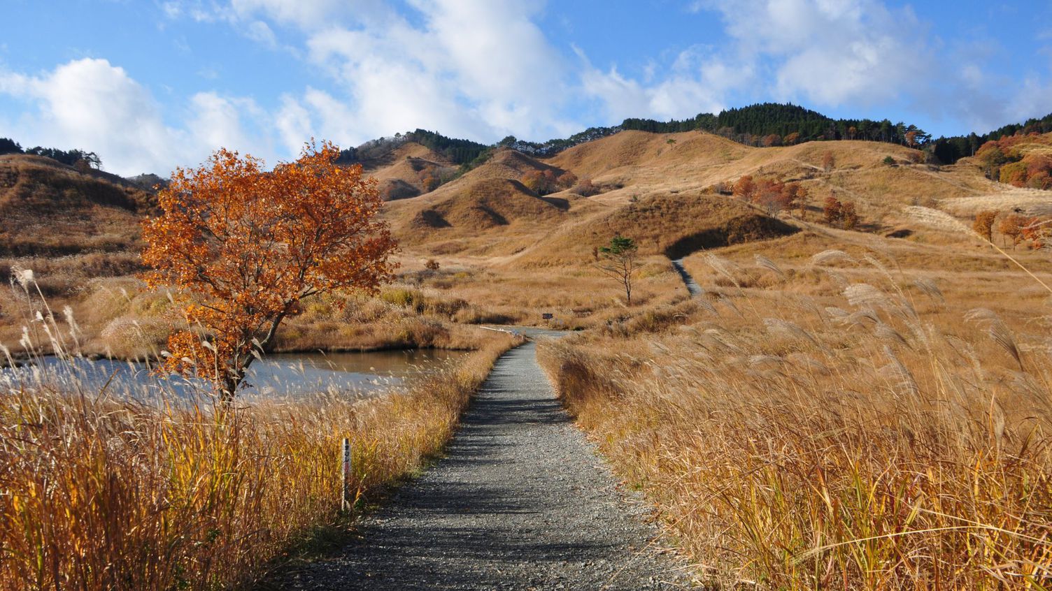 ＊周辺観光：秋の砥峰高原＊