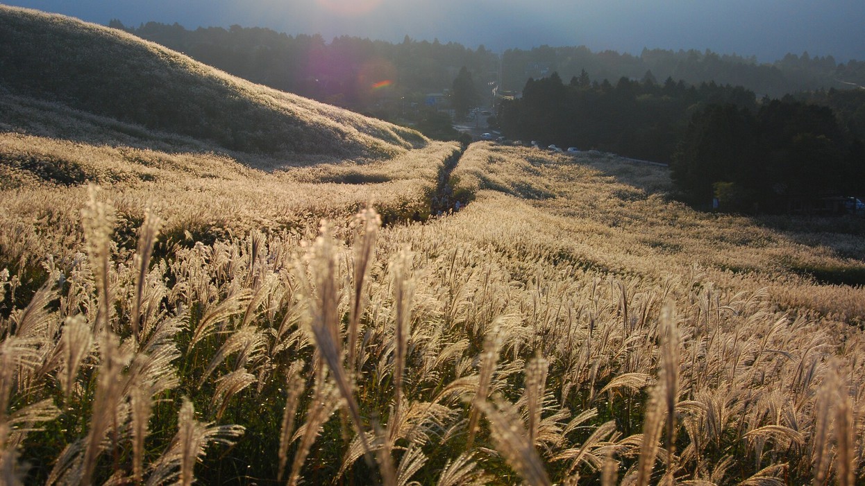 仙石原すすき草原