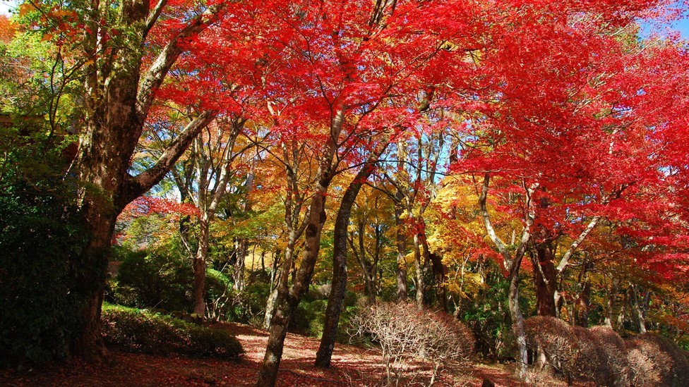 蓬莱園（紅葉）