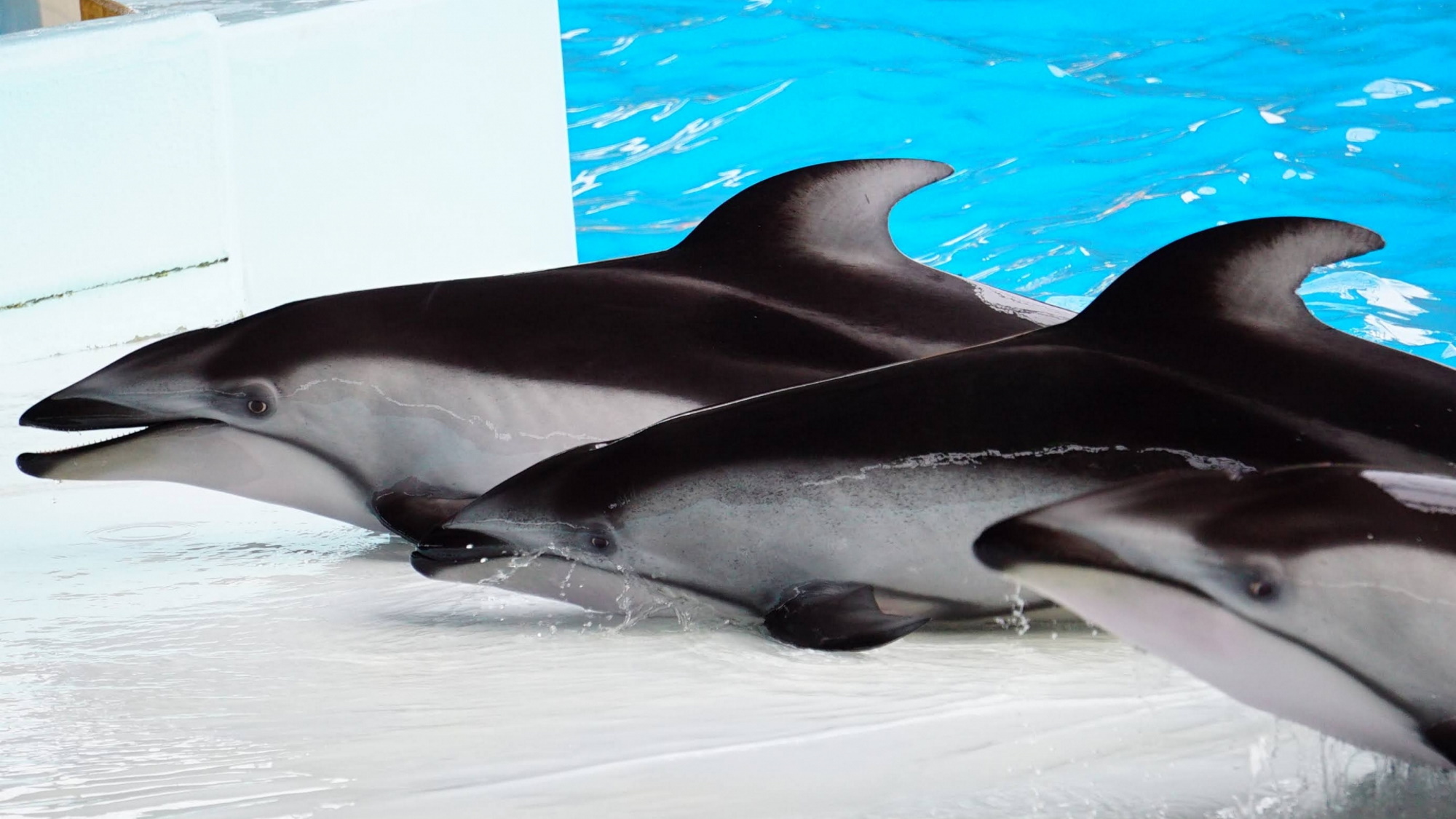  【アドベンチャーワールド】動物園・水族館・遊園地が一体となったテーマパーク（当館より車で約15分）