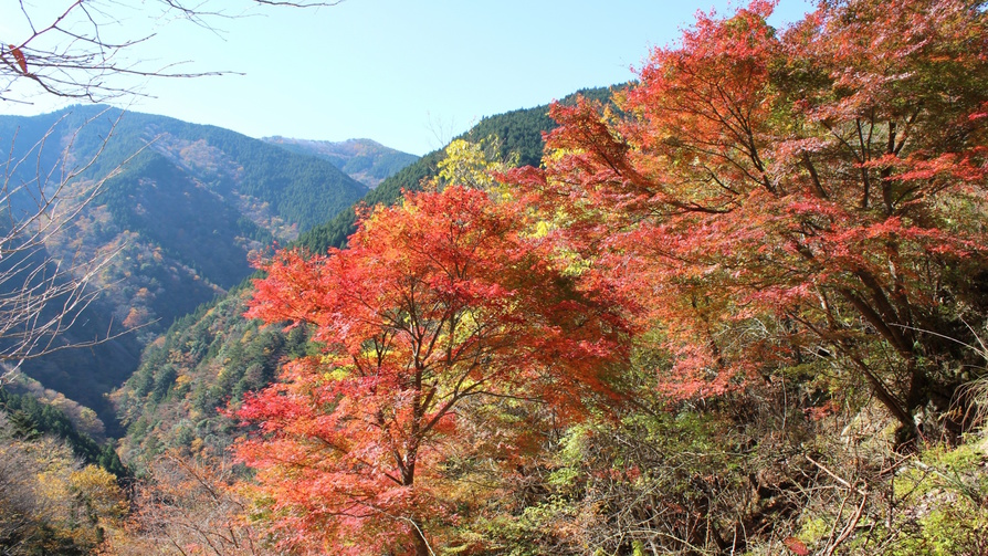 【高野龍神スカイラインの紅葉】例年の見頃は10月末〜11月初旬。高野山と龍神温泉を結ぶ観光道路。