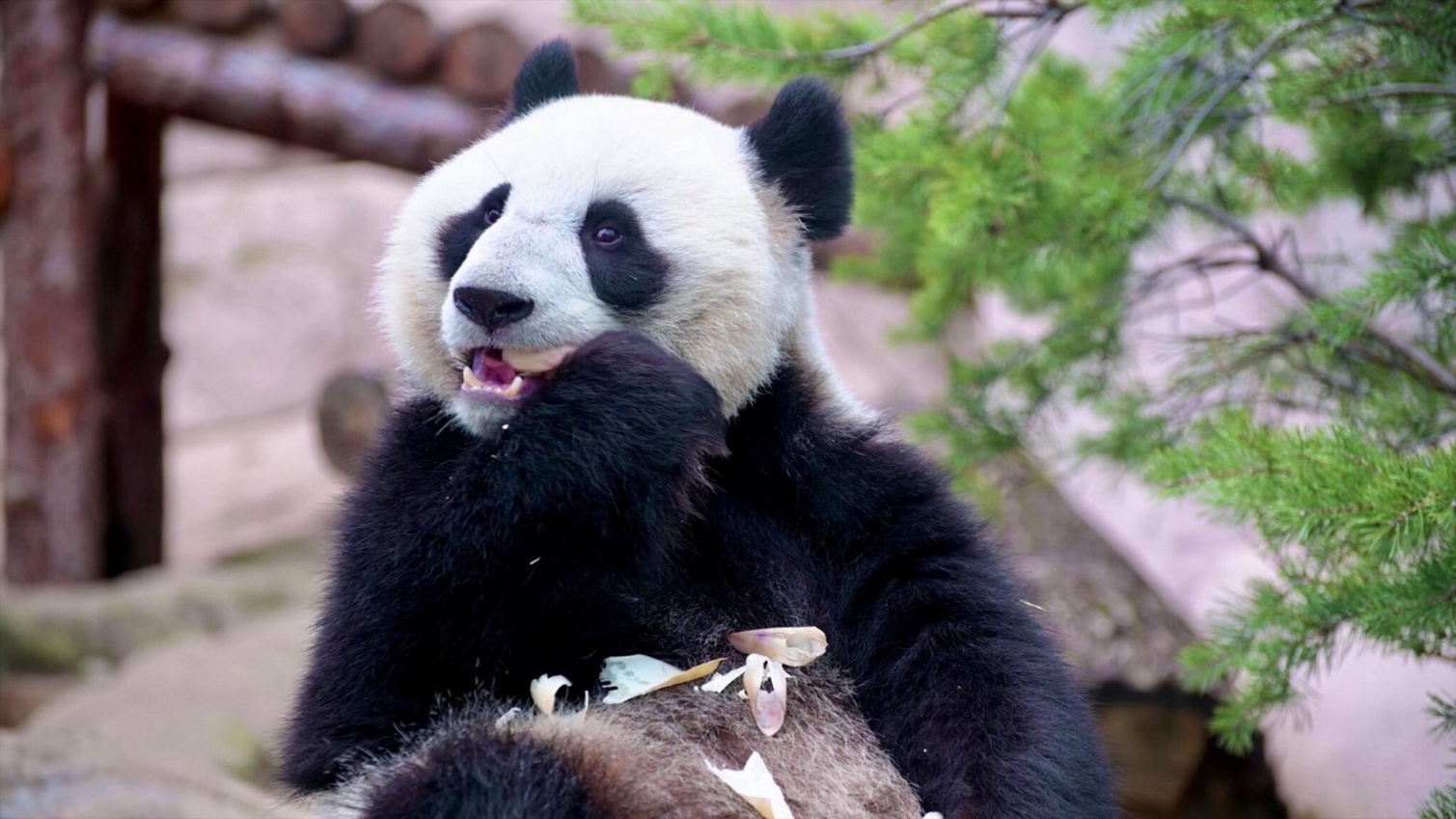  【アドベンチャーワールド】動物園・水族館・遊園地が一体となったテーマパーク（当館より車で約15分）