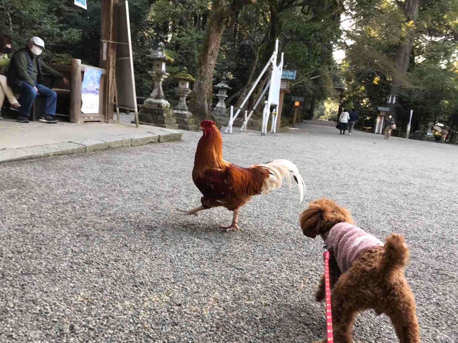 ワンちゃんと（石上神宮）