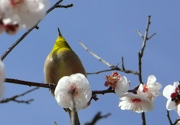 梅の花