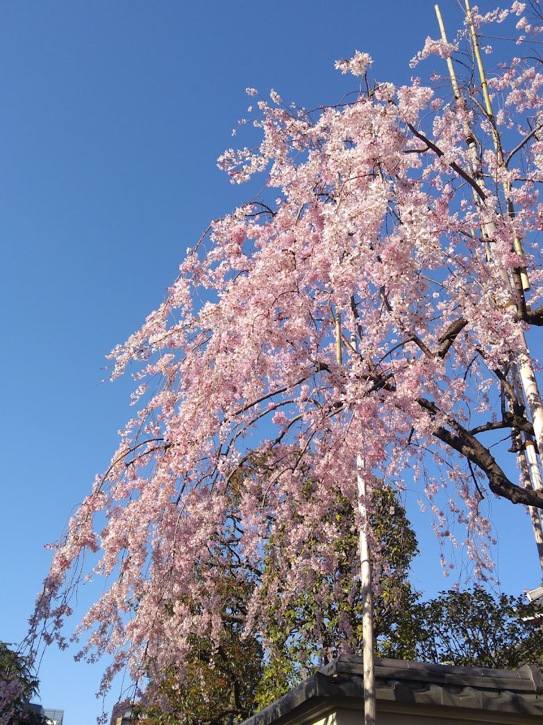 浅草寺の桜