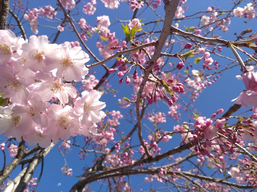 隅田公園の桜