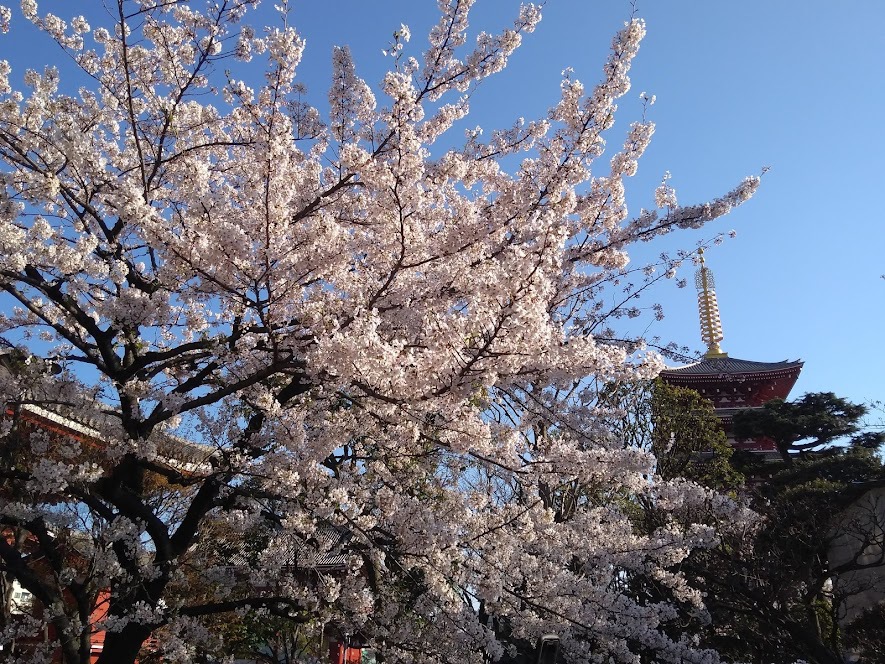 浅草寺の桜