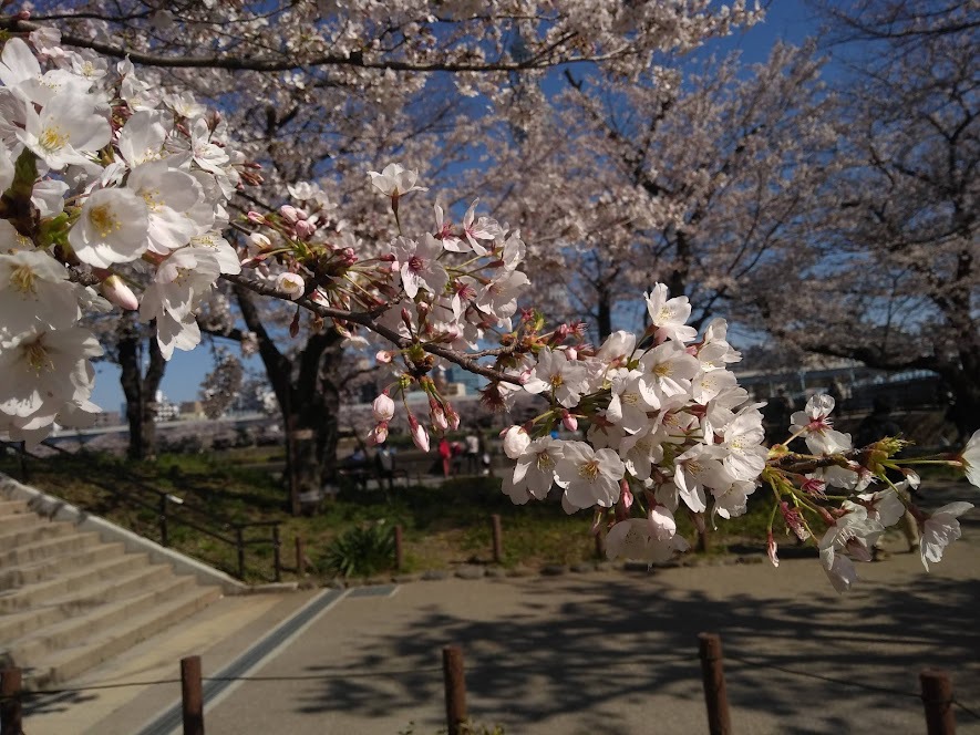 隅田公園の桜