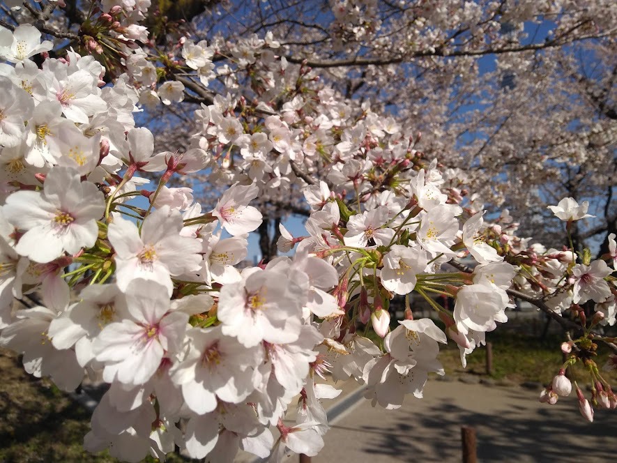 隅田公園の桜