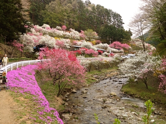 花桃の里