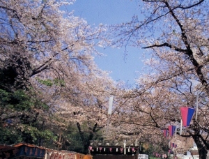 桜祭り