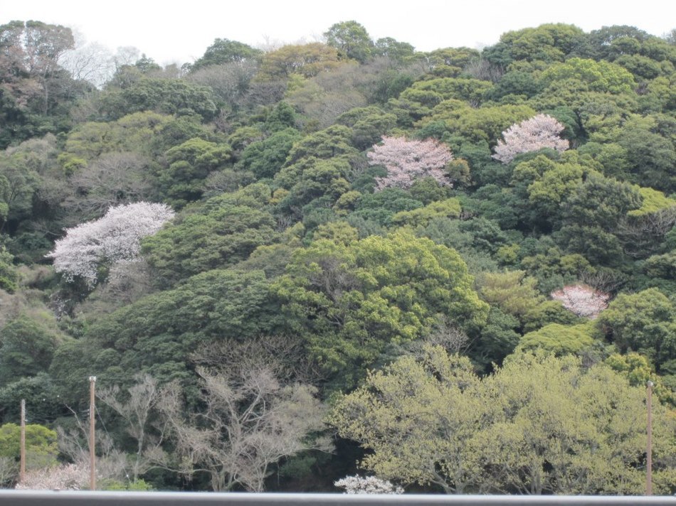 成山の桜(島に渡らず、橋の上から)