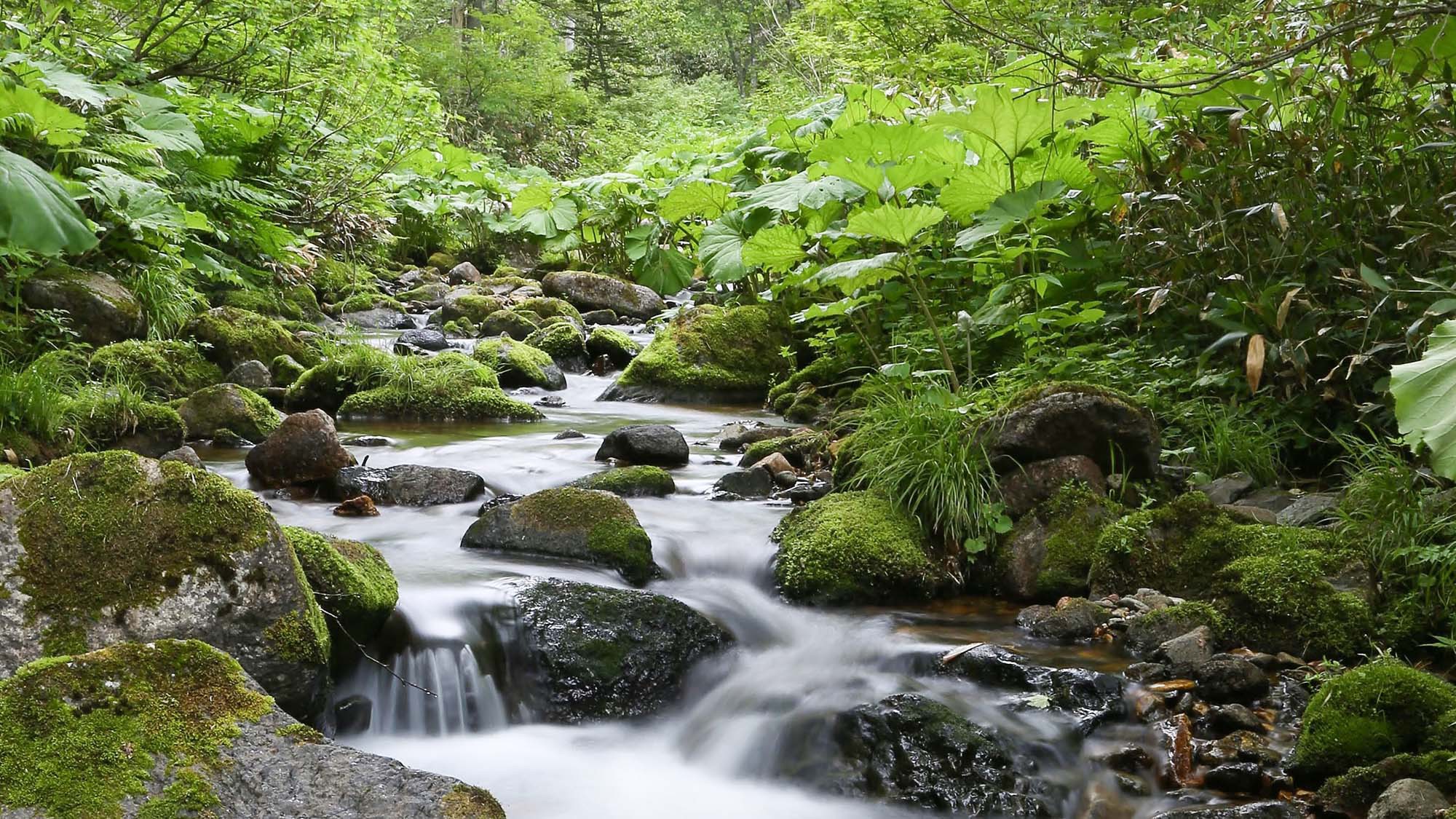 ・【クテクンの滝】澄んだ空気、澄んだ水、流れる水の音、大自然の中でリフレッシュ