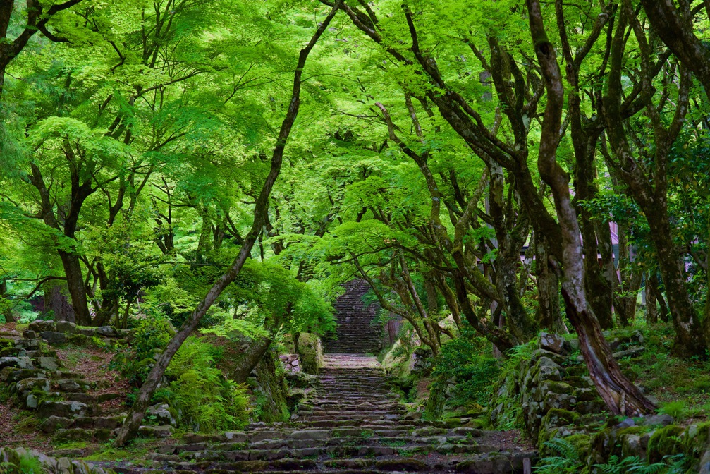 新緑の鶏足寺