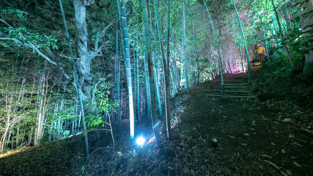 幻想的な竹林のライトアップ