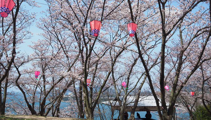 お花見おすすめスポット 城山桜公園 小豆島再発見 松風ブログ 楽天ブログ