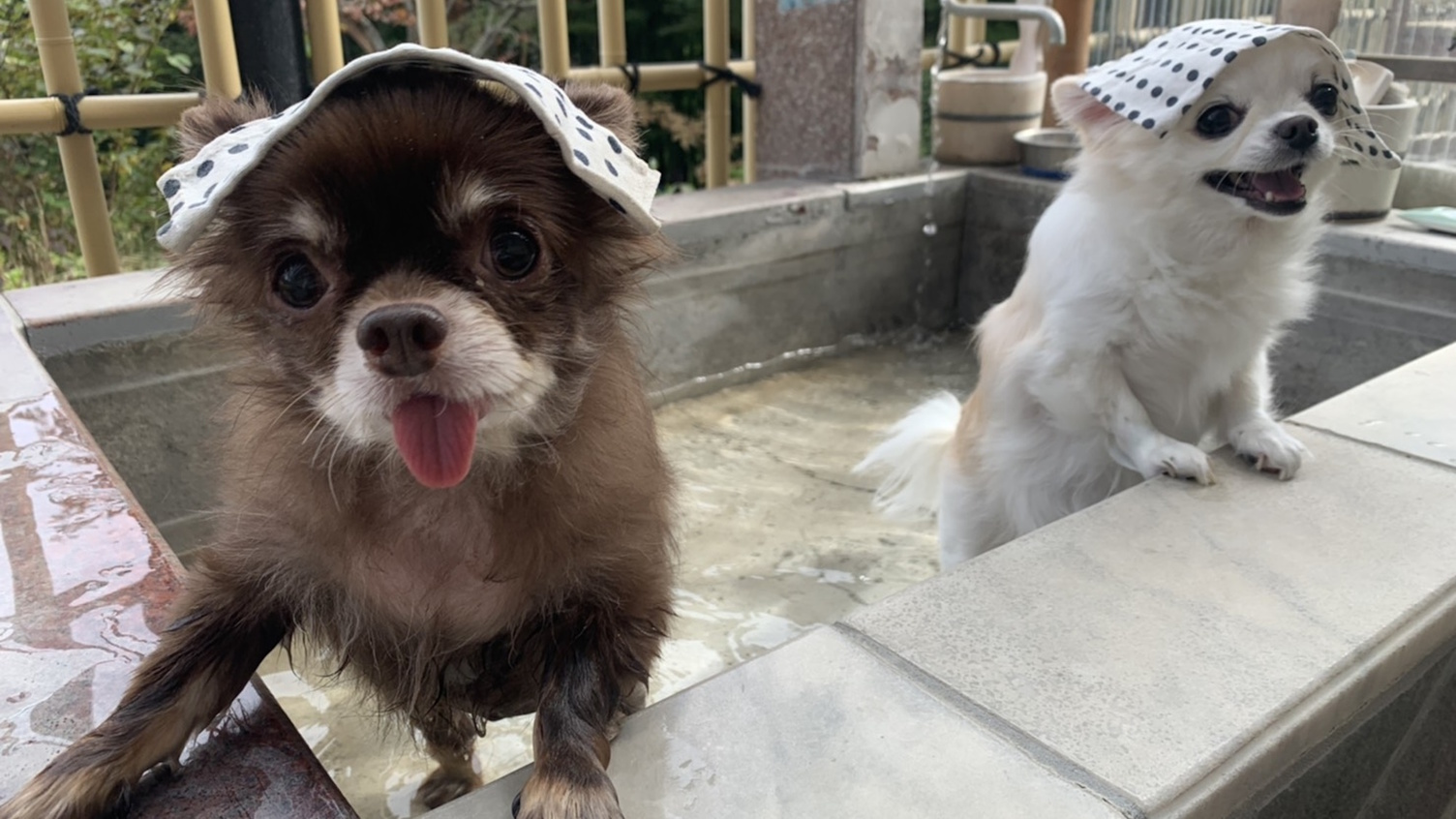 犬湯のある日帰り温泉「箱根の森足湯」（当館から車で18分）