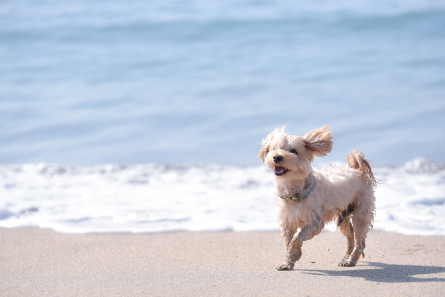 ＼愛犬と海辺で過ごす／