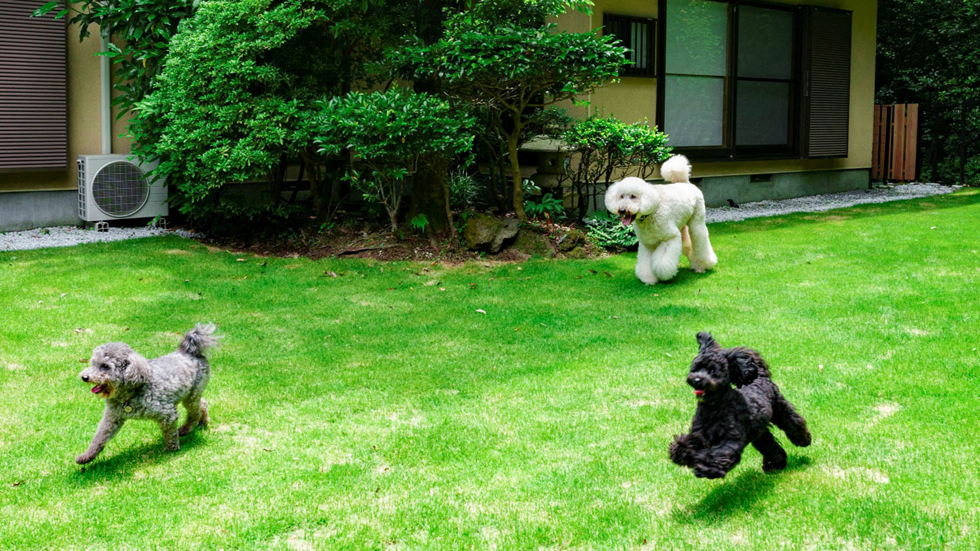 ・【庭】広々とした芝生のドッグランで、愛犬も大喜び！