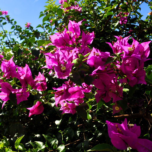 ピンク色の花「ブーゲンビリア」