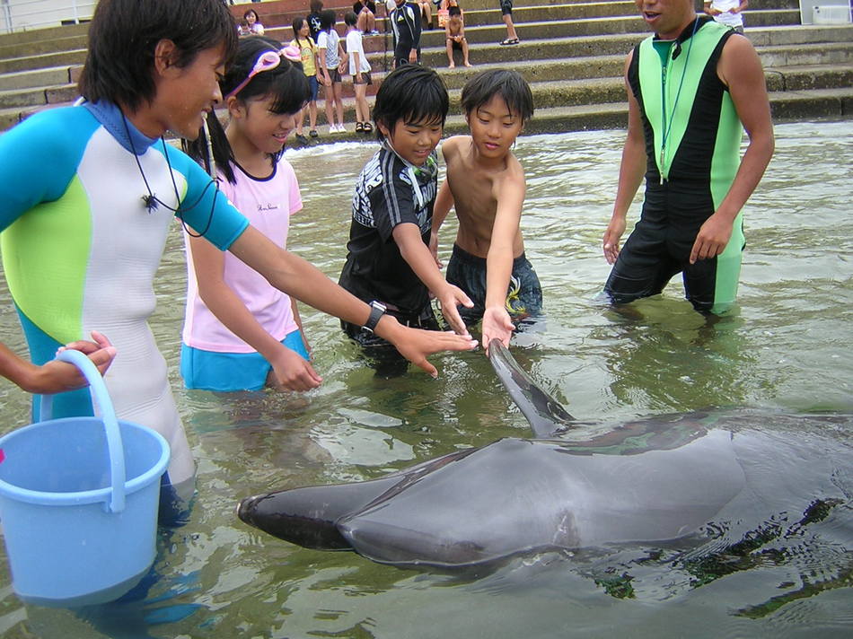 イルカふれあいビーチ体験