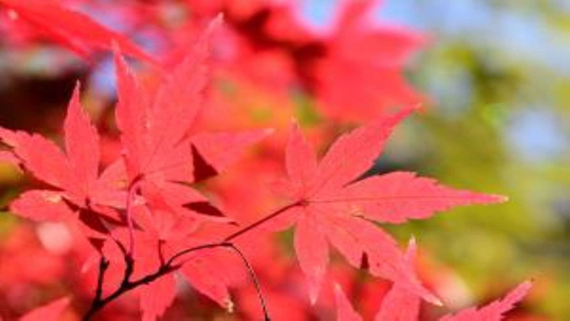 【飯山白山森林公園】春には桜、初夏には新緑、秋には紅葉など、四季折々の風景が楽しめます♪