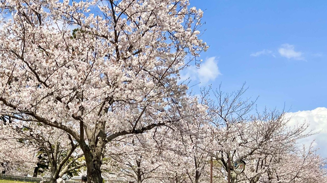 小田原城址公園の桜(2023.3.31撮影) ※当館よりお車で約15分