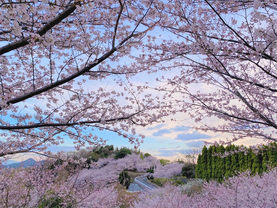 3月下旬〜4月上旬にかけて敷地内には800本の桜が咲き誇ります！夜間は宿泊者限定ライトアップも！