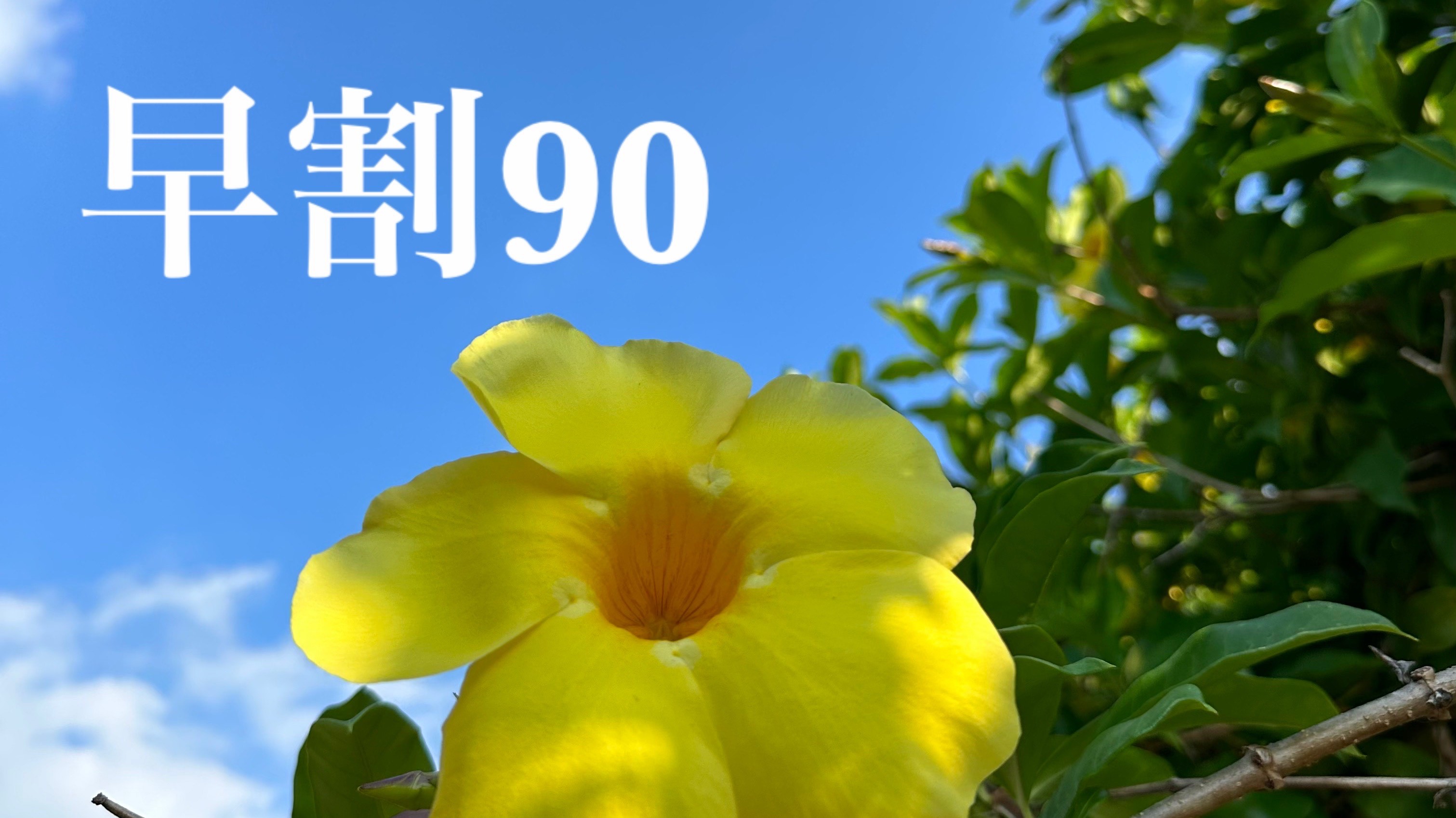 早割90