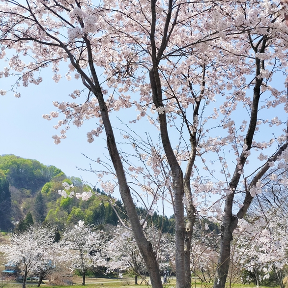 湯ったり村の桜