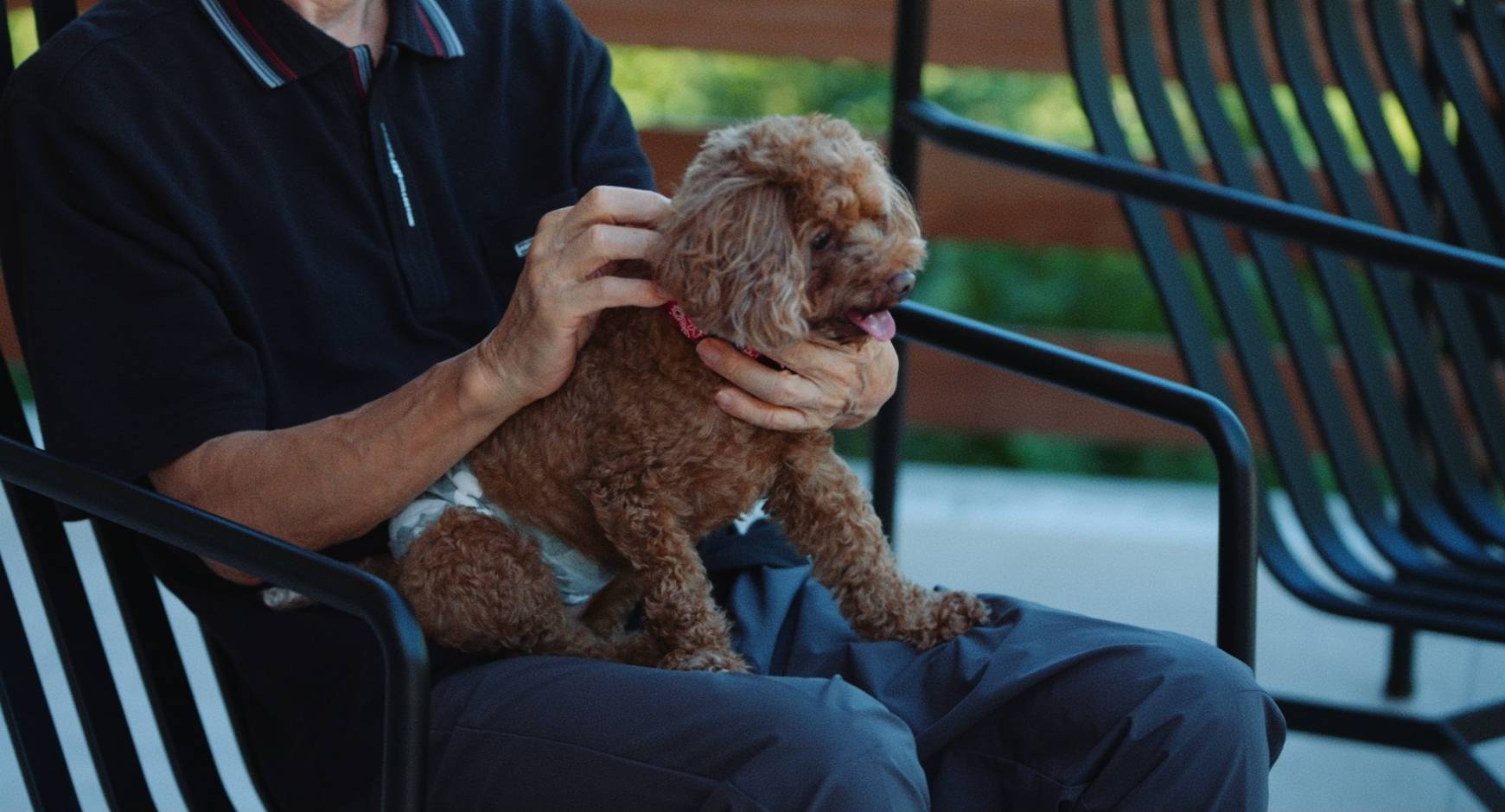 愛犬同伴