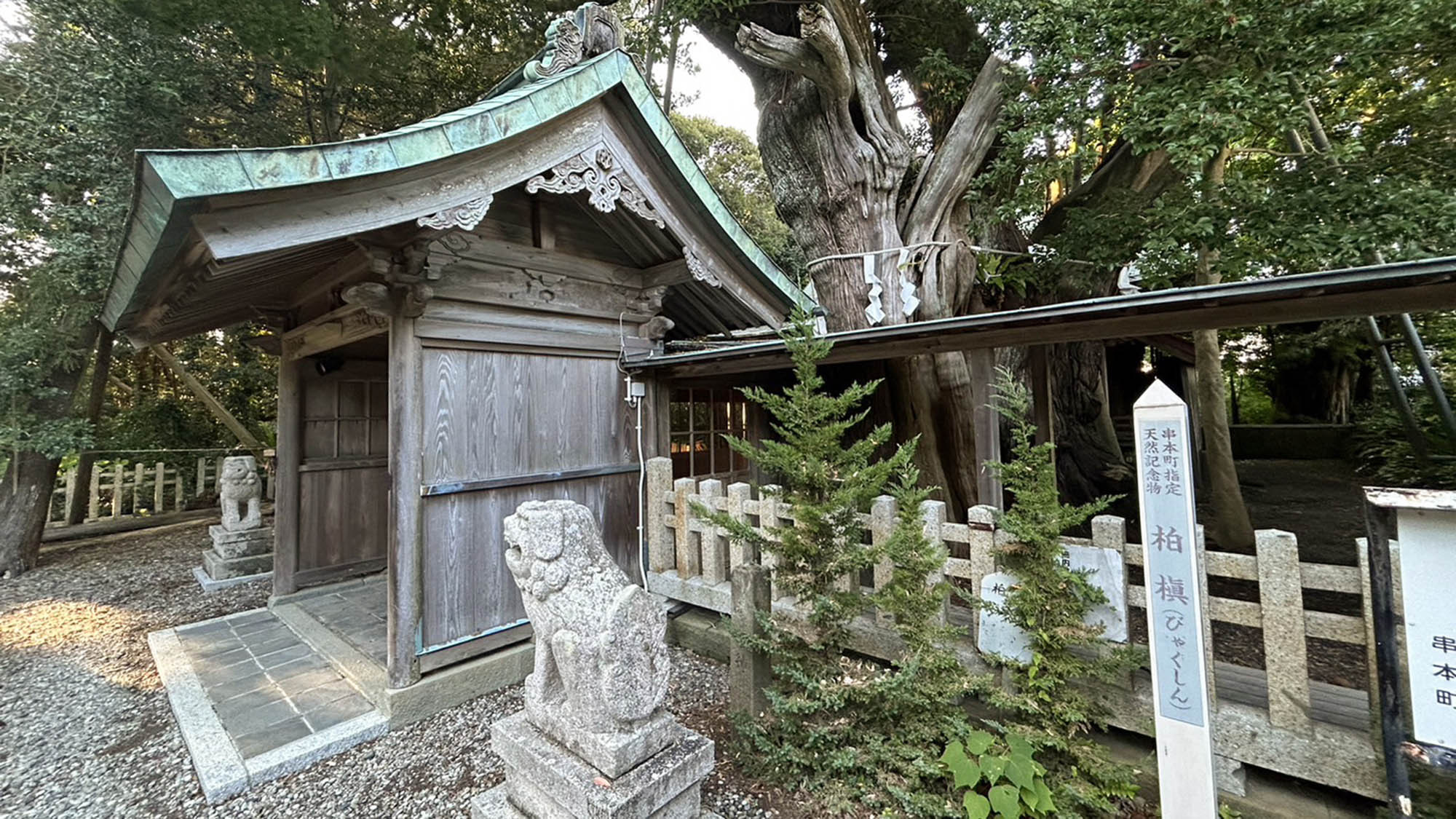 ・【潮崎本之宮神社】串本町指定天然記念物の柏槇の木は迫力があります