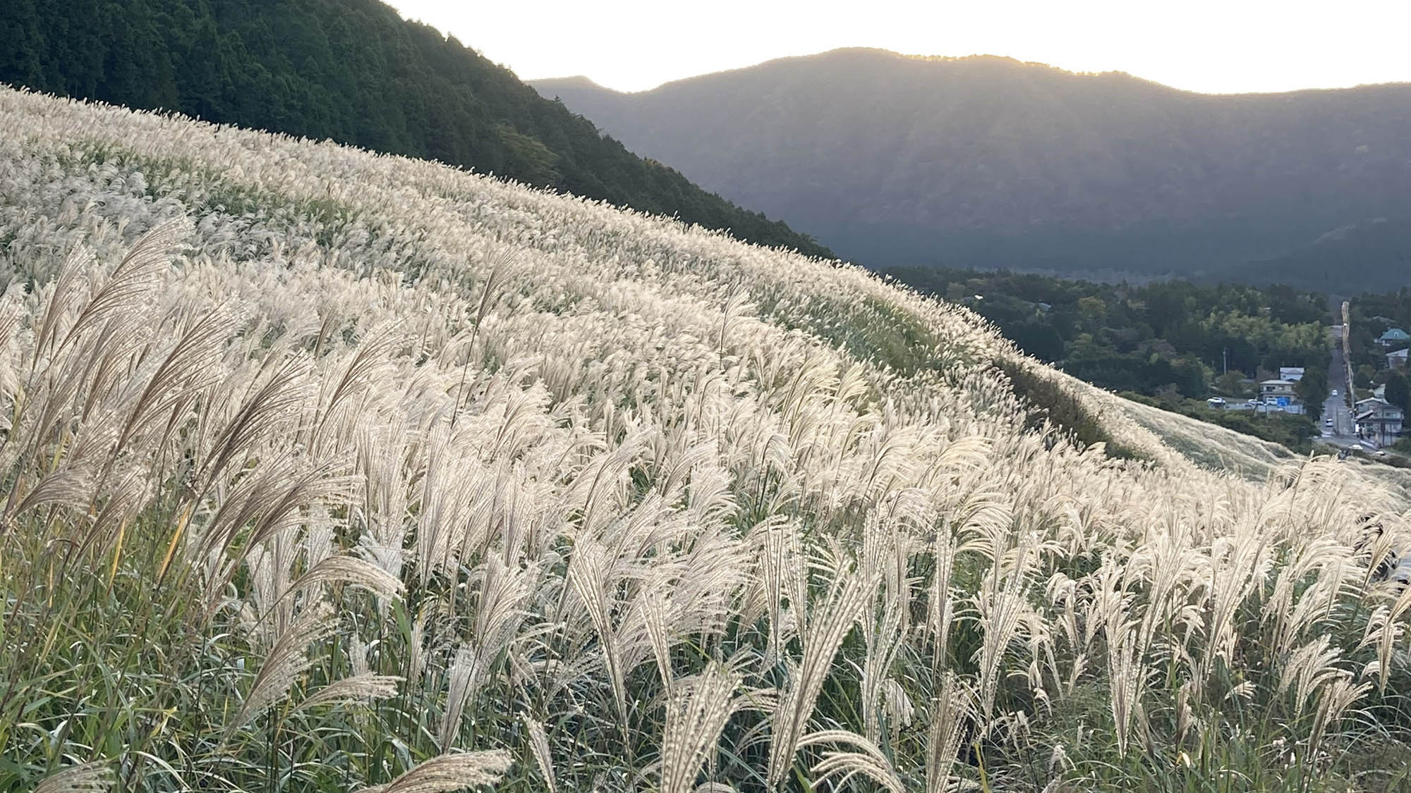 ・【仙石原すすき草原】台ヶ岳の斜面に群生したススキは春夏秋冬、さまざまな表情をみせてくれます