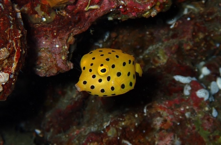 ・海の生き物たち