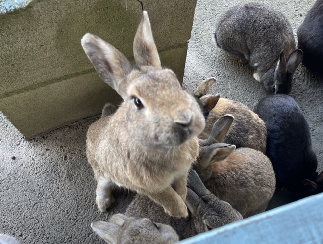 ・【動物園】愛嬌たっぷりのうさぎさん