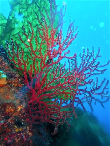 ・海の生き物たち