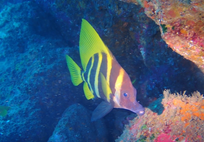 ・海の生き物たち