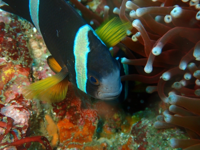 ・海の生き物たち