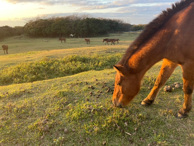 ・島のお馬さんに乗ることもできます。