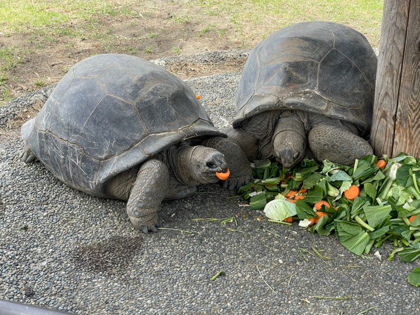 ・【動物園】人が乗れるほど大きなカメさんたち