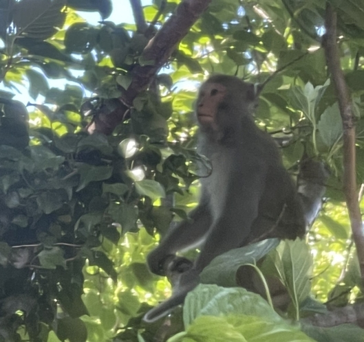 ・島の野生動物